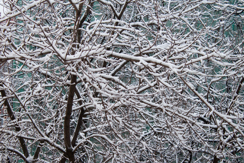 Snow-covered tree branches. Winter landscape background with copy space.