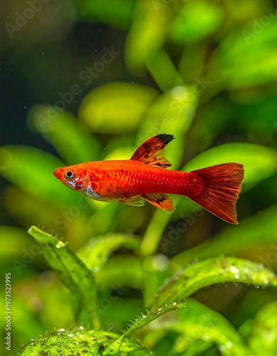 A vibrant, small, red-orange fish with a distinctive dorsal fin and tail, set against a lush green aquatic backdrop. The image is sharply focused