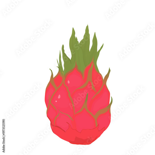 Exotic Pitaya or pitahaya or buah naga. Red Dragon tropical fruit.Vector stock illustration. isolated on a white background.