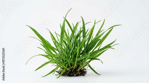 A clump of fresh green grass with roots isolated on a white background representing nature and growth for environmental concepts