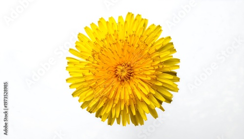 A bright yellow, round flower with numerous thin petals radiating from a central, darker-colored core, set against a white backdrop