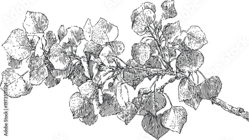 black and white sketch of a leafy branch with detailed foliage and textured bark