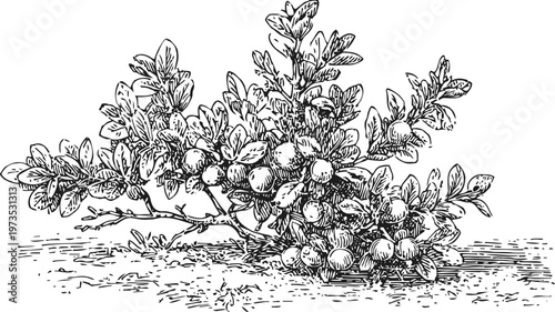 hand drawn botanical illustration of cranberries branch with ripe berries and leaves on ground