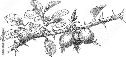 Black and white illustration of gooseberry branch with leaves and berries, botanical sketch of thorny plant