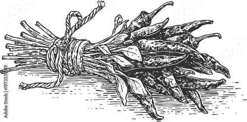 Bundle of dried chili peppers tied with twine vintage hand drawn spicy food illustration
