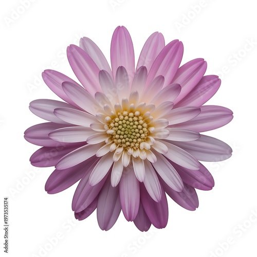 Single Elegant Colorful Flower with Vibrant Petals Isolated on Clean White Background