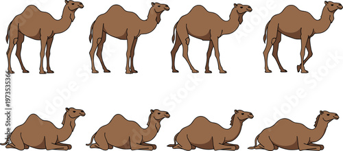 Camel Poses Collection Standing Sitting Desert Animal Flat Vector Illustration Set