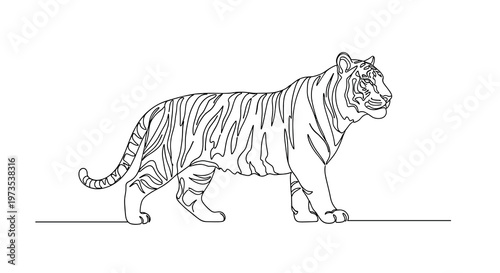 A continuous line art drawing depicts a powerful Korean tiger standing in profile, facing right, with its striped body clearly outlined.