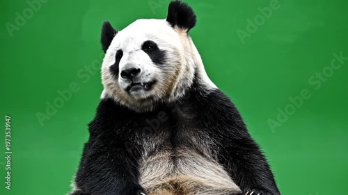 Giant panda bear sitting alone.