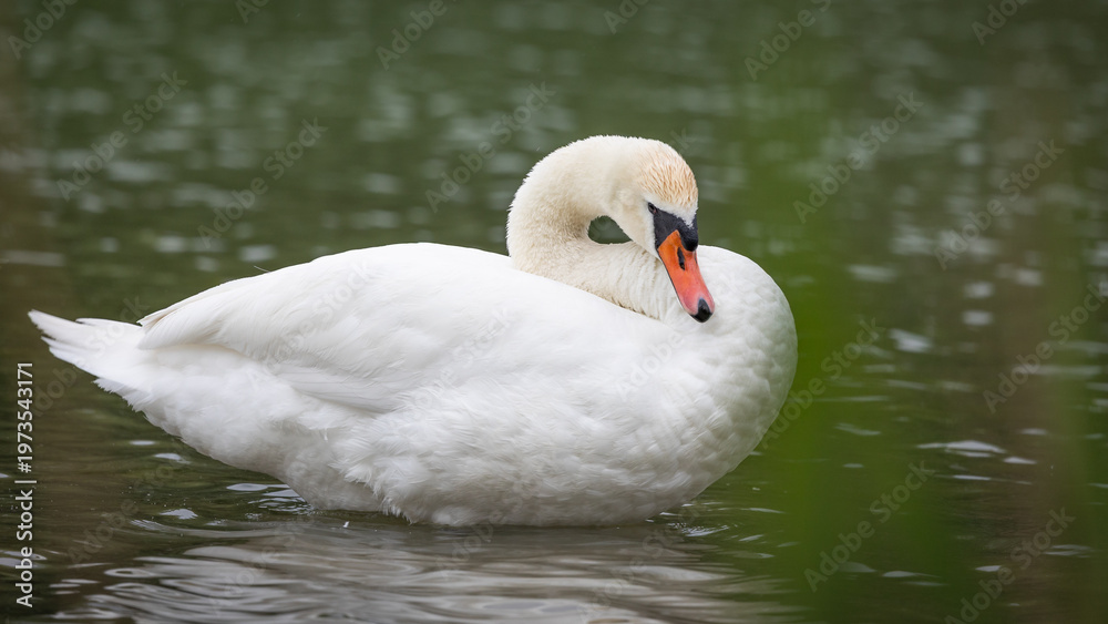 Naklejka premium Łabędź niemy Cygnus olor