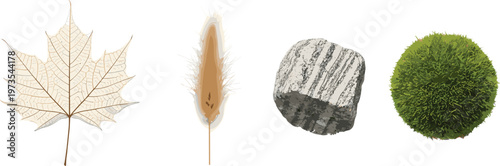 Highly detailed vector illustration set featuring a dry maple leaf skeleton fluffy pampas grass stalk textured grey stone and a lush green moss ball