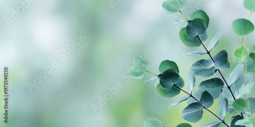 eucalyptus leaves on a blurred background