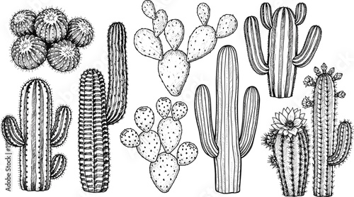 Detailed black and white cactus illustrations showing diverse desert plant species with spines, flowers, and unique botanical structures artwork