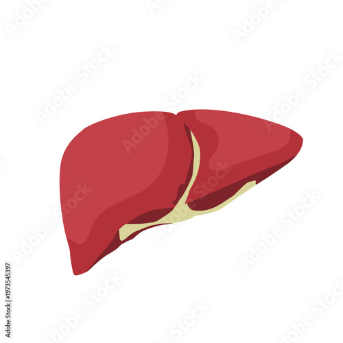 Anatomical illustration of a healthy human liver, showcasing its detailed structure and function