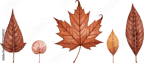 Vector illustration set of detailed brown autumn leaves including maple and elm foliage isolated on white background for seasonal nature design projects