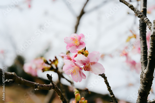 桜