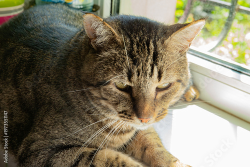 Tabby cat resting by the window