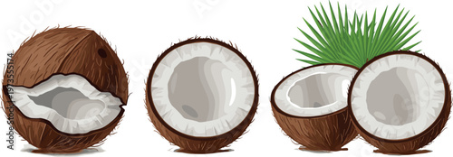 Collection of Coconut Illustrations with Whole and Broken Halves Showing White Flesh for Tropical Food Organic Nutrition and Fresh Design