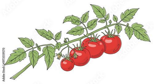 A vibrant illustration of a tomato plant with ripening red tomatoes