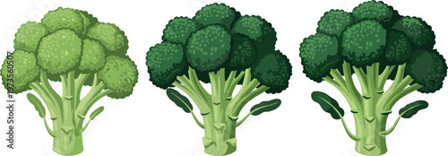 Broccoli vegetable collection with different shades and styles, fresh green healthy food in detailed vector illustration set