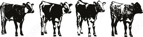 Four vintage black and white cows illustration farm animals grazing, livestock sketches in rustic