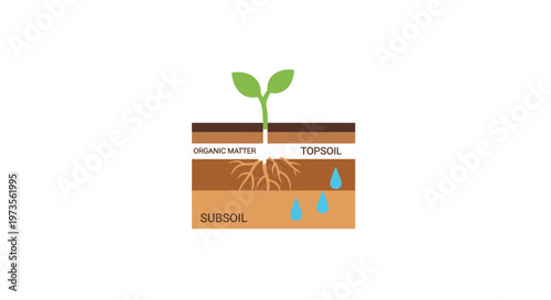 Green plant seedling growing in soil.