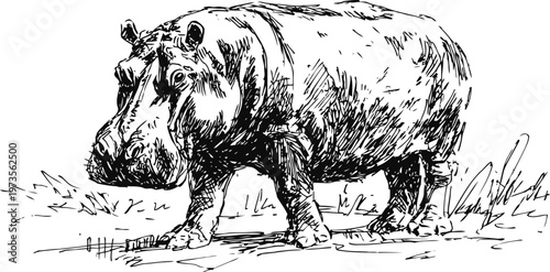 hand drawn hippopotamus walking on grass wildlife illustration in black ink sketch
