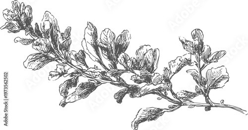 vintage botanical illustration of flowering plant branch detailed ink drawing nature sketch