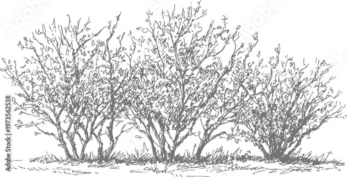 leafless winter shrubs with thin branches and detailed foliage, natural landscape illustration
