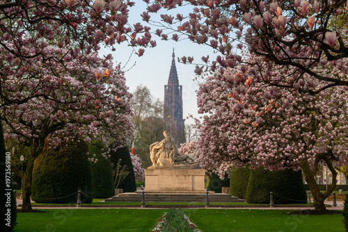 Strasbourg, cathédrale Notre-Dame encadrée par les magnolias en fleurs place de la République au lever du soleil, paysage printanier dans le centre-ville en Alsace, France