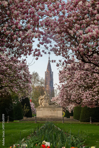 Strasbourg, cathédrale Notre-Dame encadrée par les magnolias en fleurs place de la République au lever du soleil, paysage printanier dans le centre-ville en Alsace, France