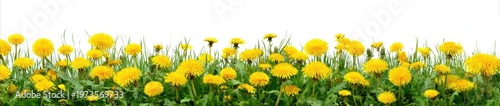 Vibrant Field of Yellow Dandelions Blooming in Spring Sunlight.
