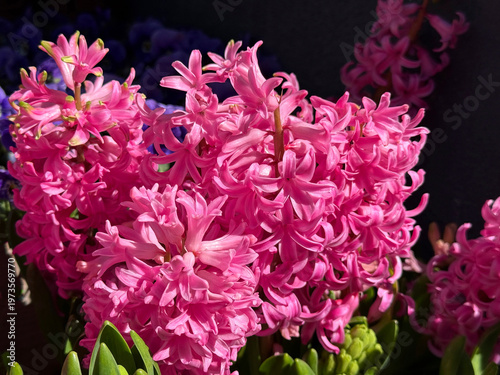 Fotografie Hyacinth hyacinthus orientalis pink flowers.