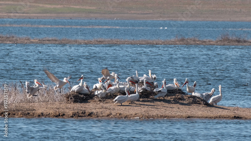 Foto A breeding colony of Dalmatian pelicans nesting on a small sandy island in a lak