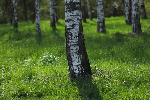 Birch trees in the park