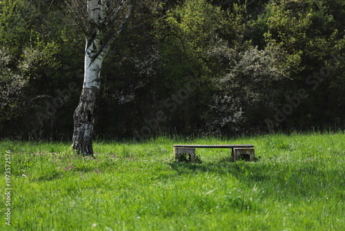 Bench in the park and birch tree