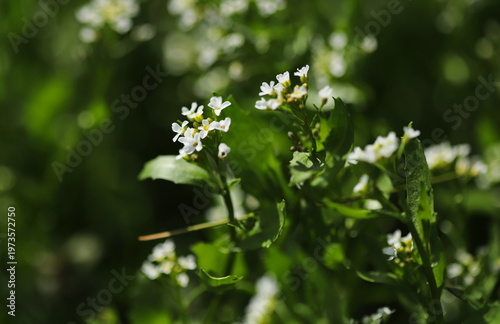 White ball mustard plant (Calepina irregularis)