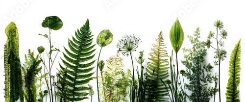 Collection of Various Green Plants and Ferns Against a White Background.