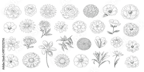 Silhouette Black Sketch of Flowers Isolated on White Background. Set of flowers vector illustration of a plant design hand draw flower set design