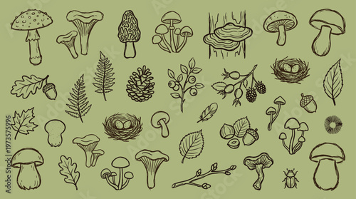 Vintage hand drawn collection of forest elements mushrooms leaves acorns pine cones berries and nests on a muted green background