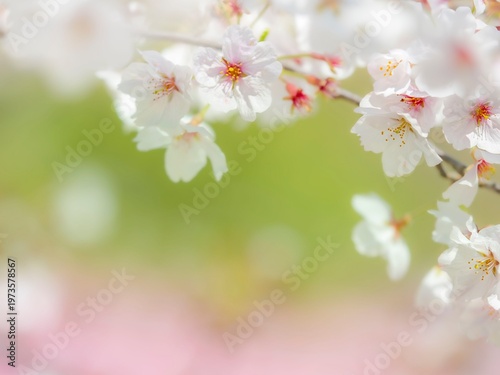 桜の花のある風景。透き通った花びらとふんわりボケた様子。やわらかい雰囲気。春のイメージ。心象風景。桜と芝生の緑。