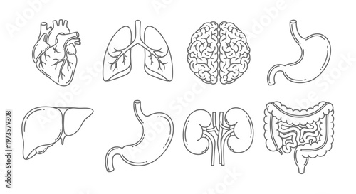 Detailed vector outline set of human internal organs brain, heart, lungs, liver, stomach, kidneys, and intestines, ideal for medical education and healthcare graphics