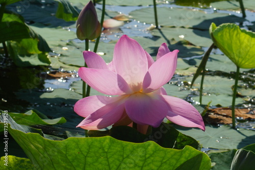 pink  flower lotus