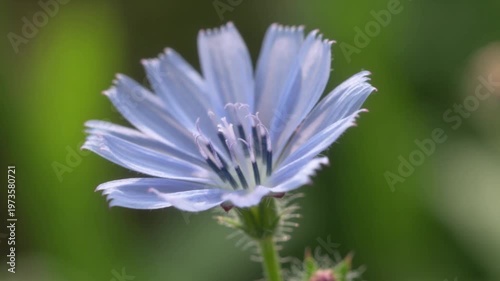 Delicate Blue Chicory Flower Blooming in Soft Green Nature Background Macro Shot