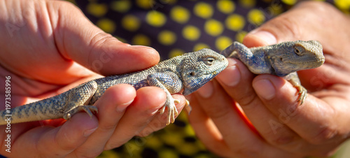 Photos A close-up of a wild agama lizard held by a person