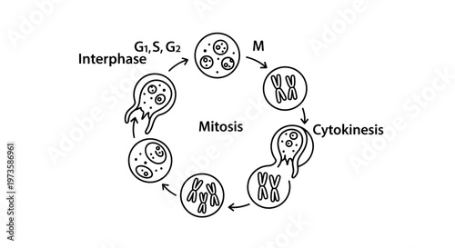 Cell Cycle Diagram: Mitosis, Interphase, G1, S, G2, M, Cytokinesis