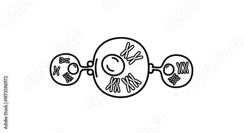 Cell Division: Meiosis I, Anaphase I - Chromosome Separation in Diploid Cell