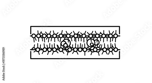 Cell Membrane Structure: Phospholipid Bilayer with Embedded Molecules