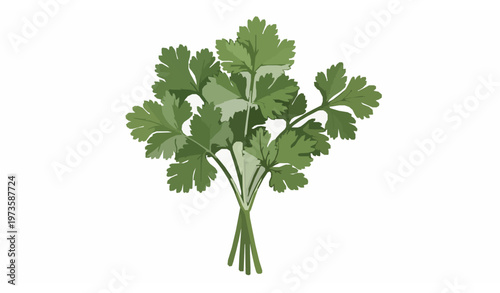 Fresh parsley coriander bunch realistic herb vector illustration isolated