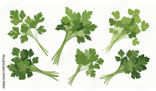 Parsley and coriander herb collection realistic botanical vector illustration